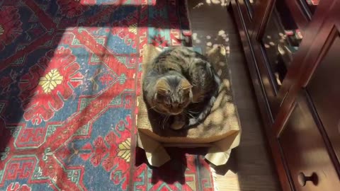 March 19, 2024 - A Place in the Sun for Belle Bells The Cat