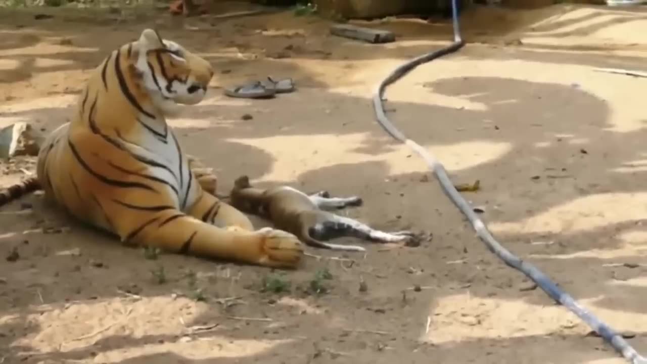 Funny dog with fake tiger