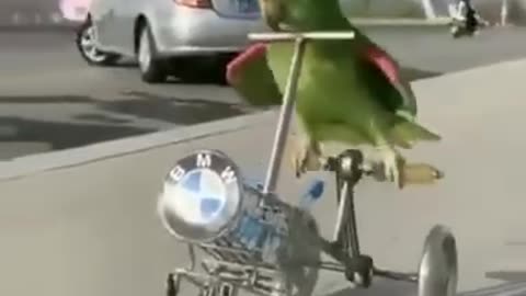 Parrot on wheels