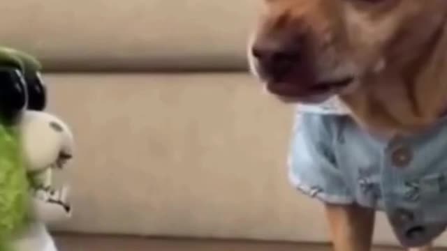 Funny Dog reaction to a toy