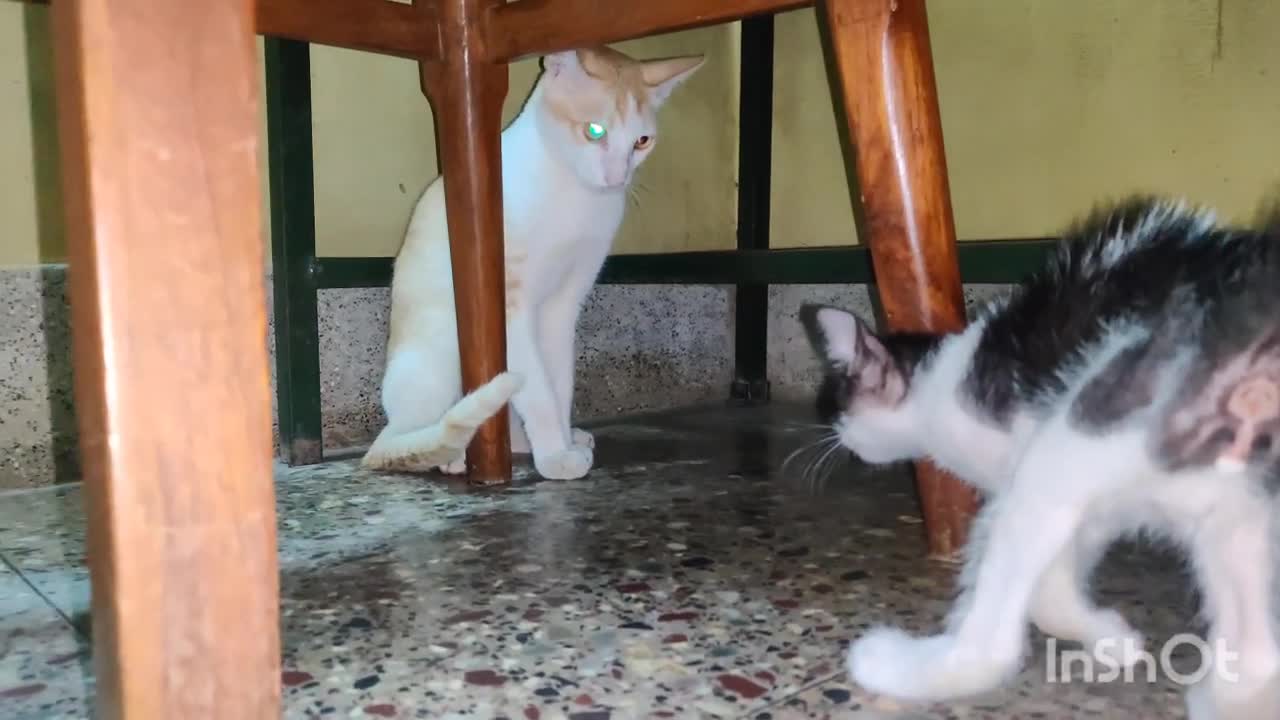 Cute cat meeting others cats Funny moments😜