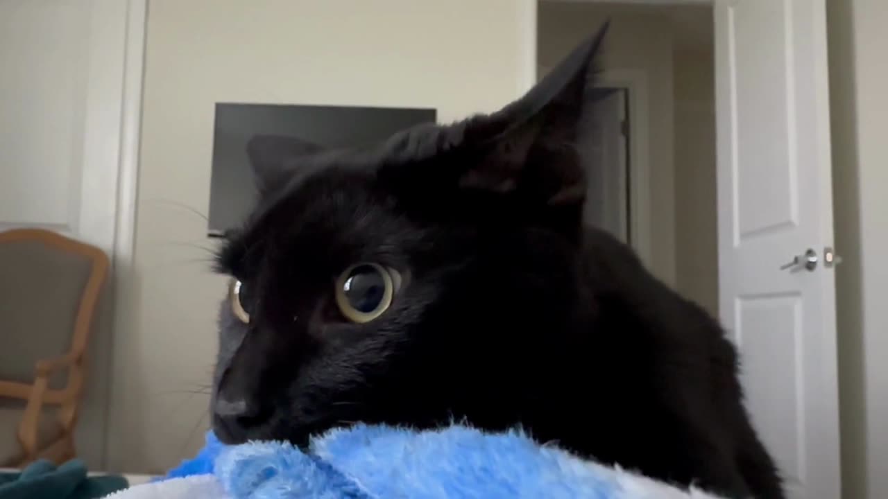 Adopting a Cat from a Shelter Vlog - Cute Precious Piper Show Her Kitten Side