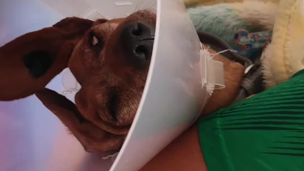 Comically Sedated Dachshund