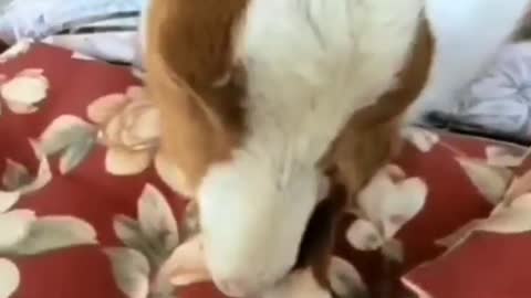 Goat Knows She's Super Cute _ Adorable Animals _ Talking Pets