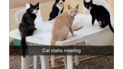 Cat mafia😂😂