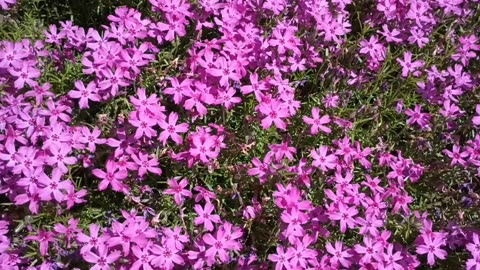 Phlox