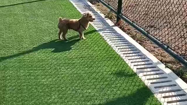 How to teach your dog to play football?