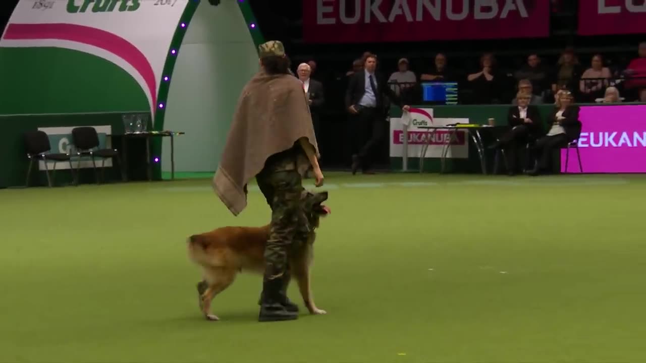 Amazing Dog Performs CPR, Squats and Press Ups in Heelwork To Music Routine | Crufts 2017