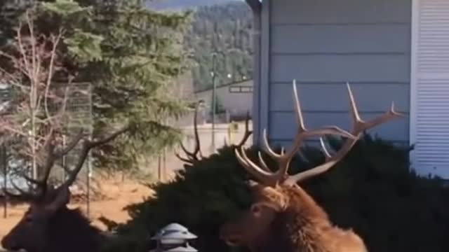 Elks Surrounded The Houses