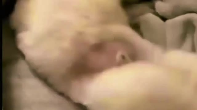 Funny cute cat video.