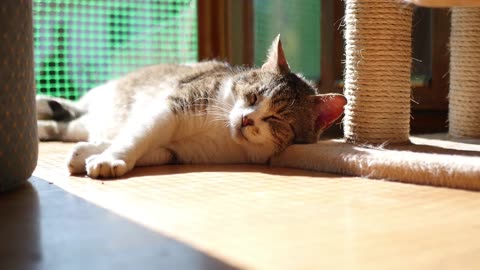 Cute playing Dog and relaxing Cat