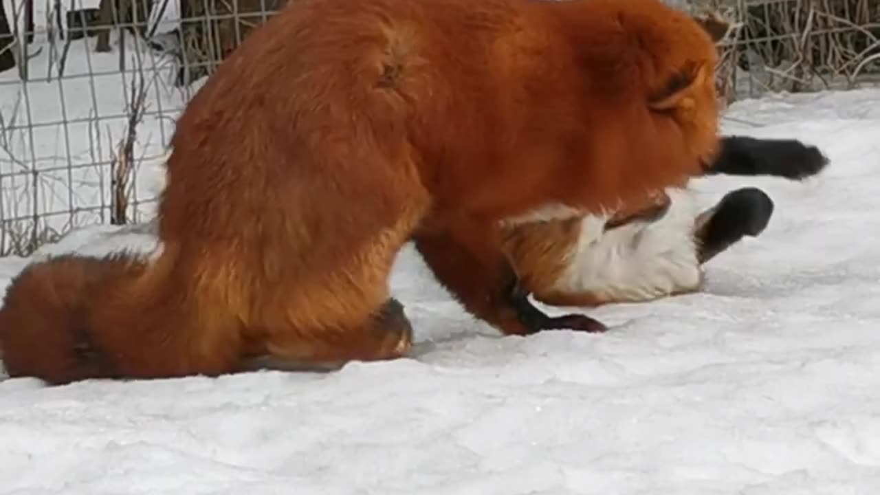 foxes playing