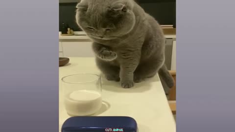 Super Funny Dogs And Cats Compilation Videos Part#3