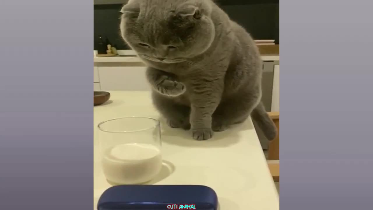 Super Funny Dogs And Cats Compilation Videos Part#3