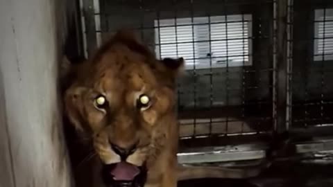 I was scared when the lion charged me