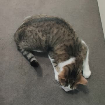 She loves a good butt pat. Ctto ndcar1