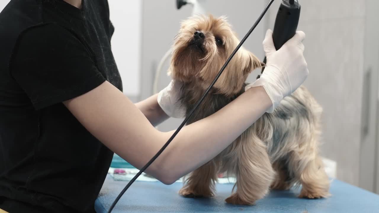 Cute dog hair saving