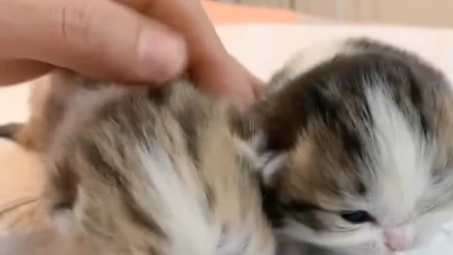 Little baby cat 😘 ! Cute cat video