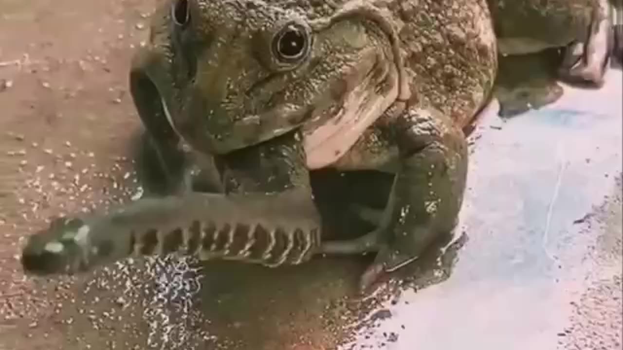 “..Frogs To Destroy Them All” | Stepping On Snakes