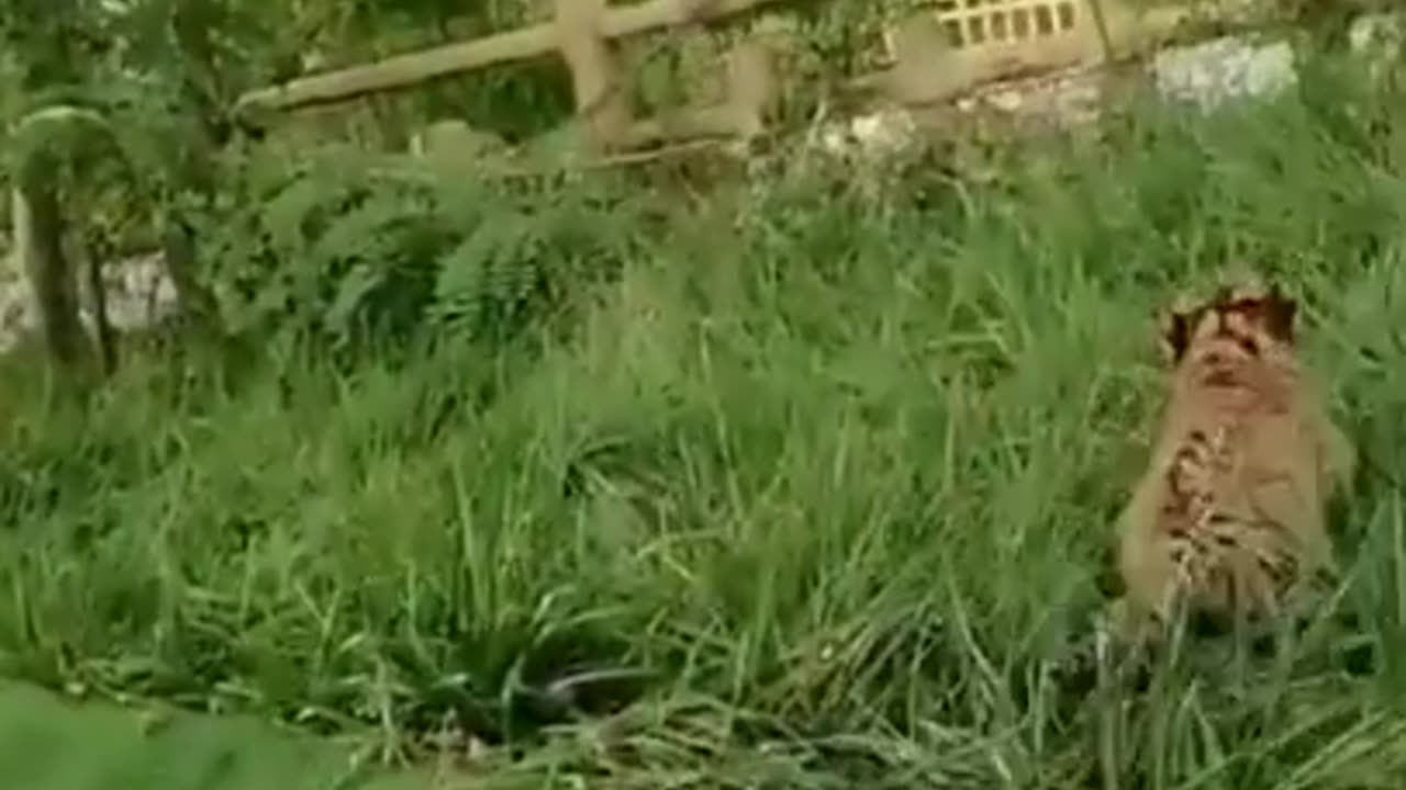 Cute and funny animals