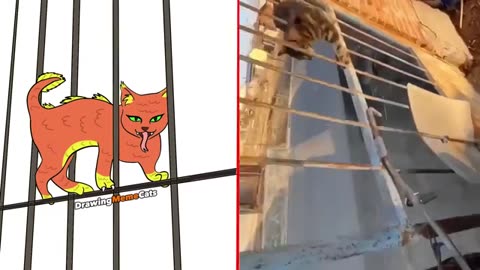Funny Animals and Drawing Counterparts!