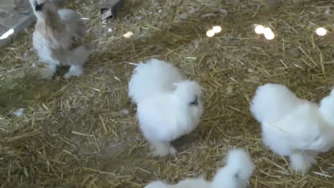 Silkie chicks (6)