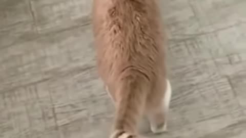 Cute and funny animal videos 😂ll Funniest Viral puppy Cat clips 🐱ll #shorts video #funny animals