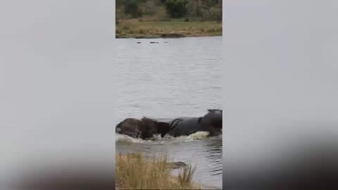 Buck Fighting Wild Dogs & Hippos Gets Caught by Crocodile