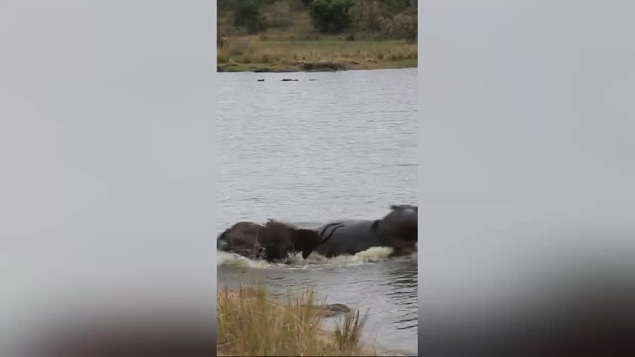 Buck Fighting Wild Dogs & Hippos Gets Caught by Crocodile