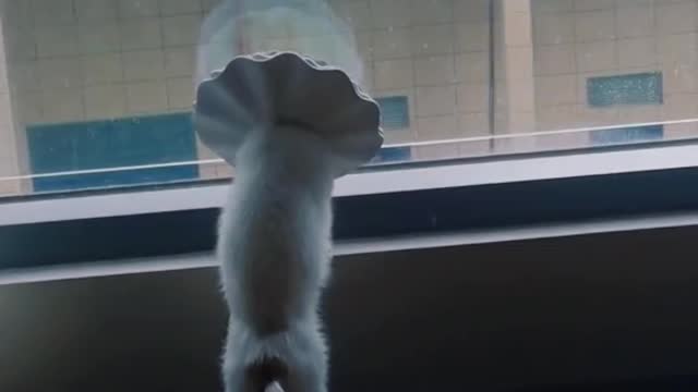 Do you want to take me home? #puppycute #cutepuppy #cutecat #fyp