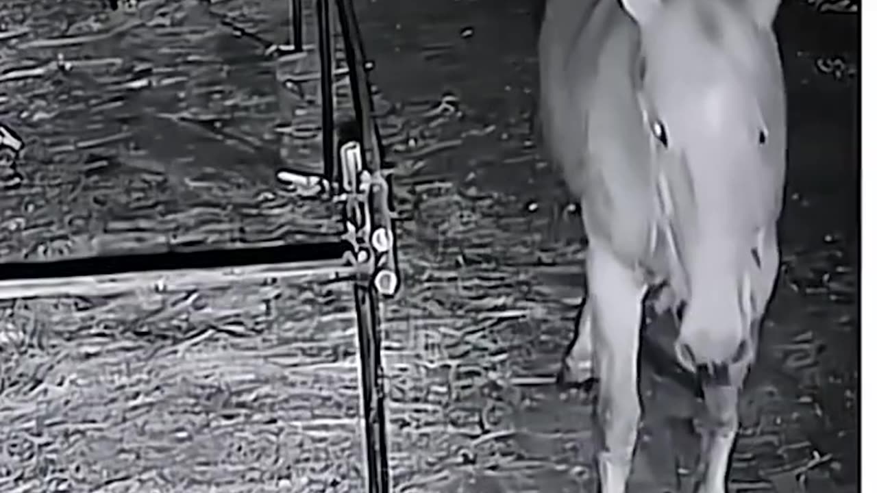 Intelligent horse