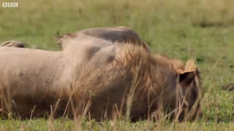 Hyena pack attacks lions