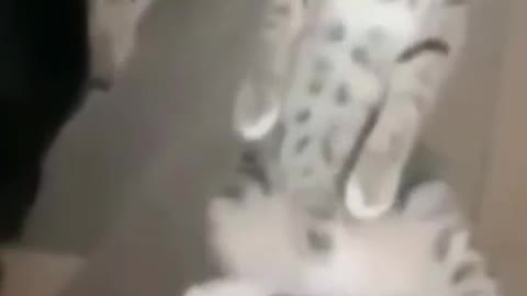Cat vs dog.
