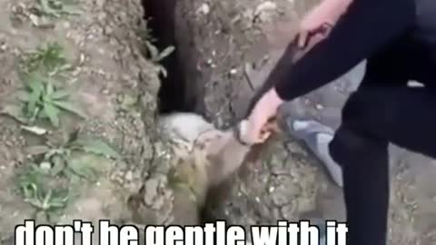 Sheep are intelligent creatures 😅