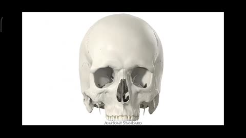 Exploring the Anatomy and History of the Human Skull"