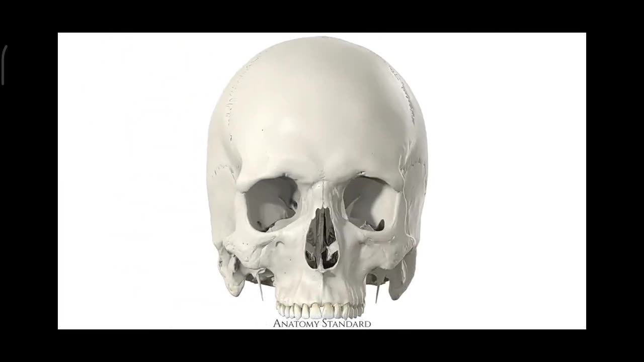 Exploring the Anatomy and History of the Human Skull"