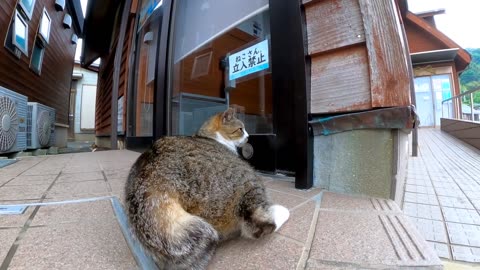 A cat protests by sitting in front of a sign that says "No cats allowed"