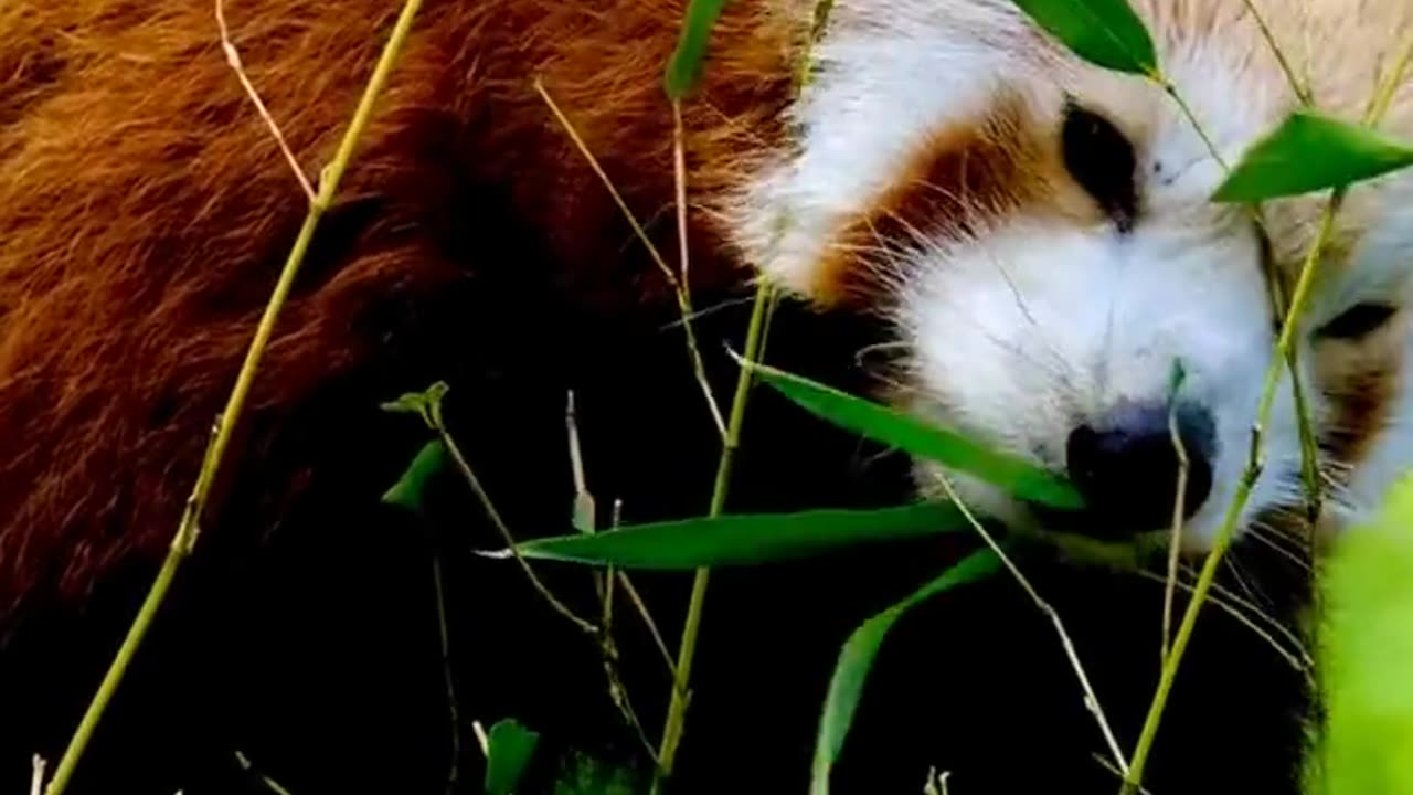 Amazing facts about Red Panda