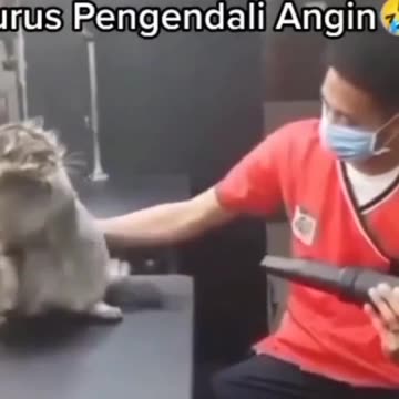 Airbending cat ~ | Try Not Laugh