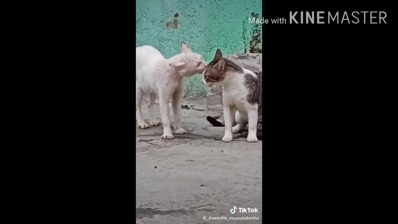 FUNNY | ANIMAL | FIGHTING