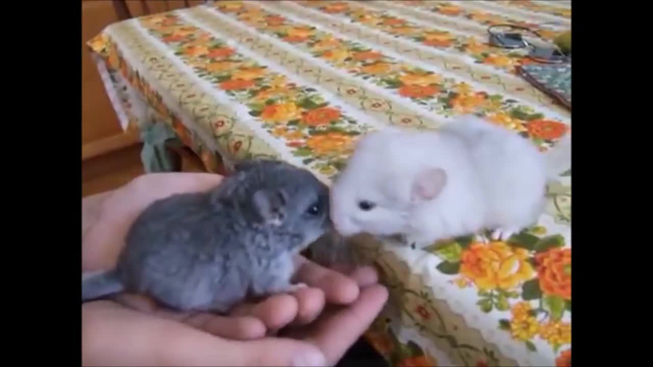 Baby Chinchillas Compilation