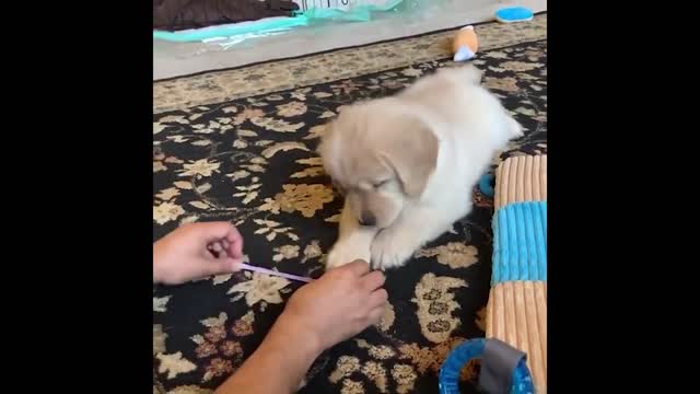 Cute and Funny Cat Dog