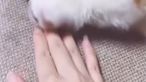 Cute Dogs Videos