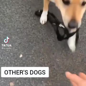 My Dog vs Other's Dog