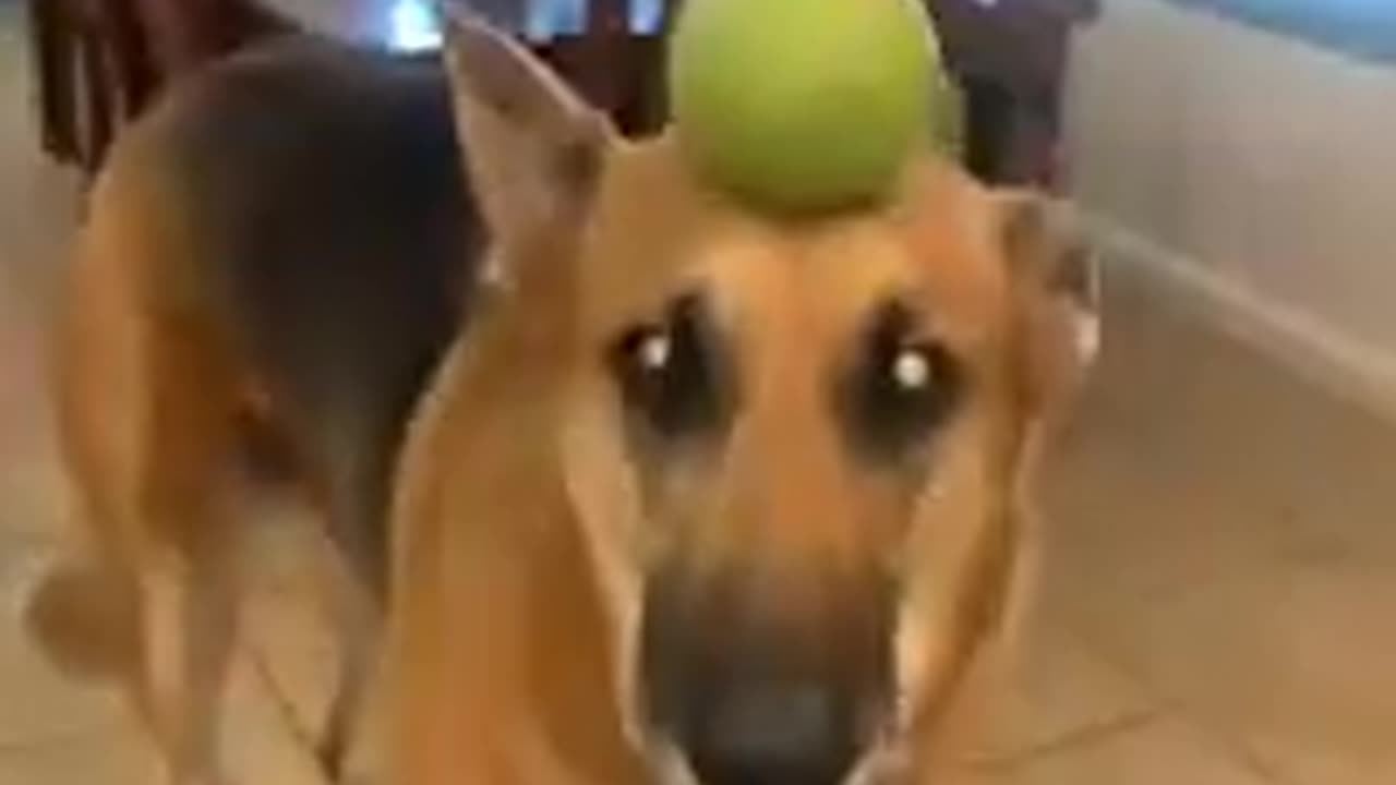 Try not to laugh 🤣 funny animals 🤣|||| #shorts #trending