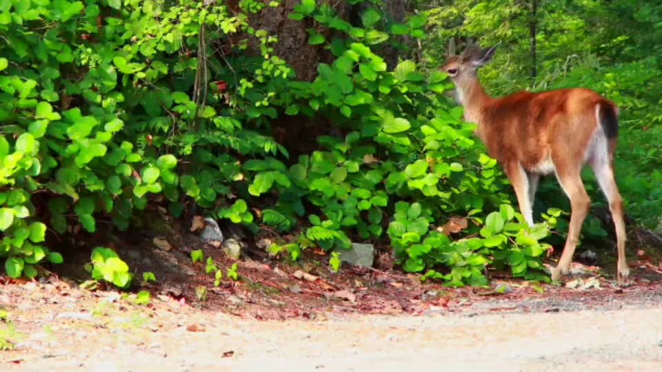 Deer in the beautiful nature