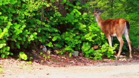 Deer in the beautiful nature