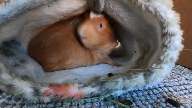 Sleeping guinea pigs