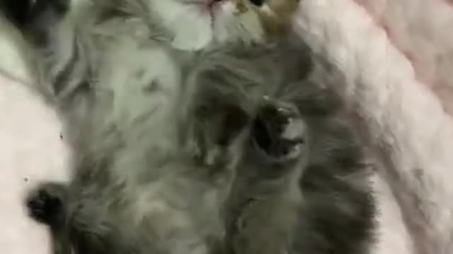 cuty cat video #2