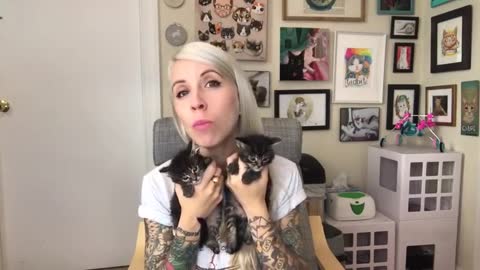 How to Litter Train Baby Kittens